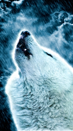 A howling wolf in the rain