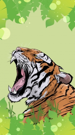 Animals Collection: Tiger 