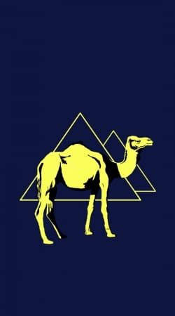 Arabian Camel (Dromedary)