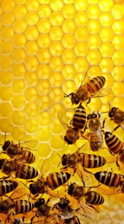 Bee in honey hive