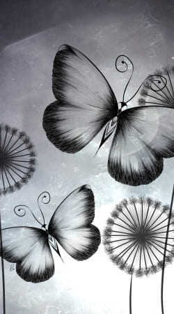 Butterflies Dandelion