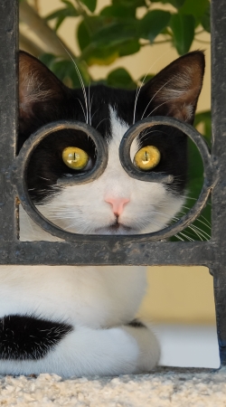 Cat with spectacles frame, she looks through a wrought iron fence