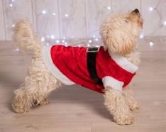 Weihnachtsmannverkleidung für Hunde