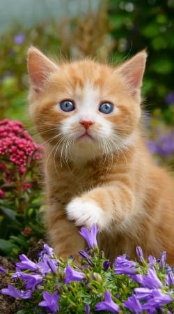 Cute ginger kitten in a flowery garden, lovely and enchanting cat