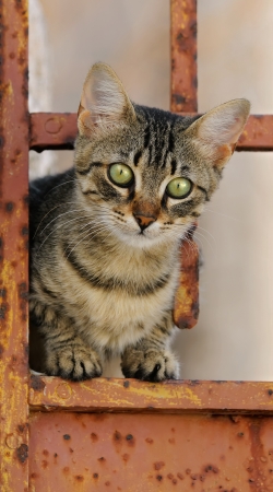 Cute kitten on a rusty iron door 