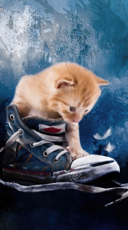 Cute kitten plays in sneakers