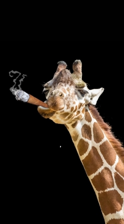 Girafe smoking cigare