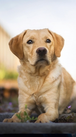 Labrador Dog