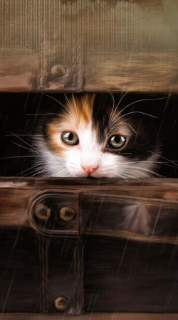 Little cute kitten in an old wooden case