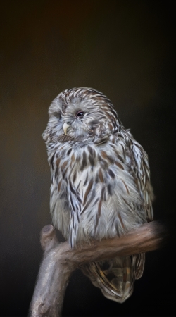 Lovely cute owl