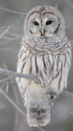 owl bird on a branch