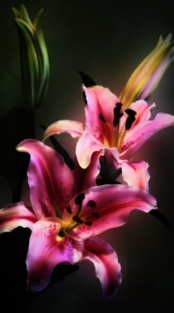 Painting Pink Stargazer Lily