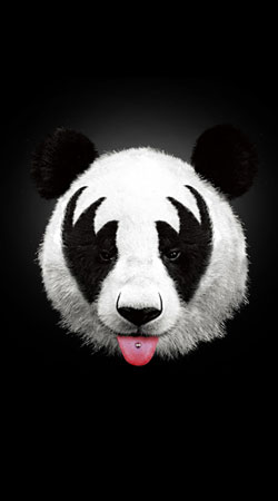 Kiss of a Panda