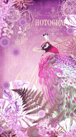 PINK PEACOCK