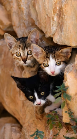 Three cute kittens in a wall hole