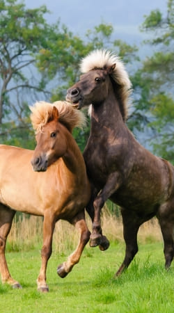 Two Icelandic horses playing, rearing and frolic around in a meadow