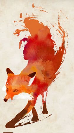 Fox Vulpes