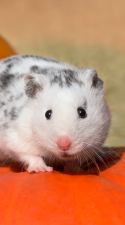White Dalmatian Hamster with black spots 